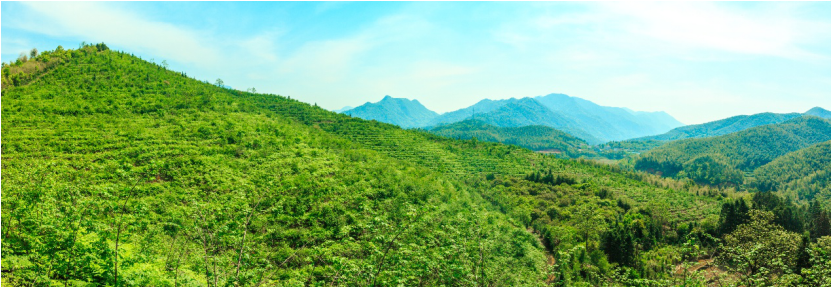 吴家岭掌叶覆盆子种植基地一角